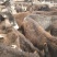 肉马300~400kg