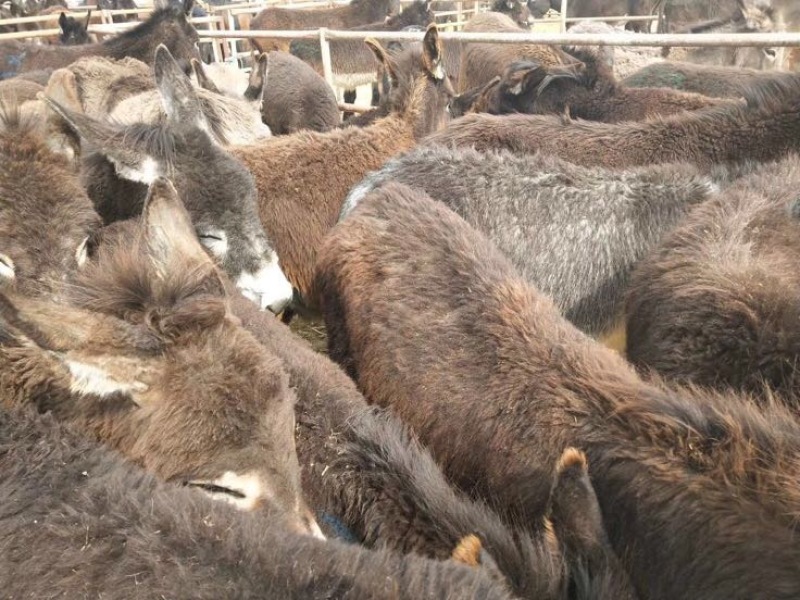 肉马300~400kg