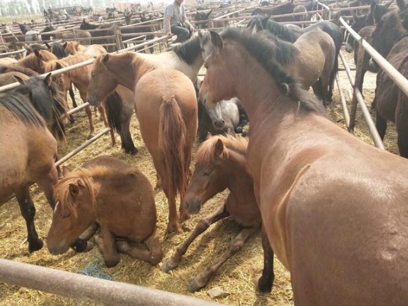 肉马300~400kg