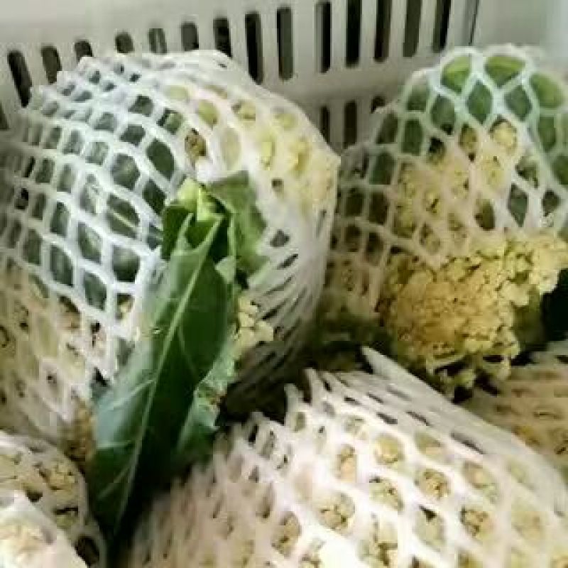山东白面青梗有机松散花产地批发，可视频看货，支持发货