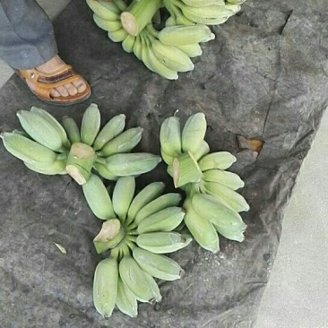 福建土楼小米蕉
