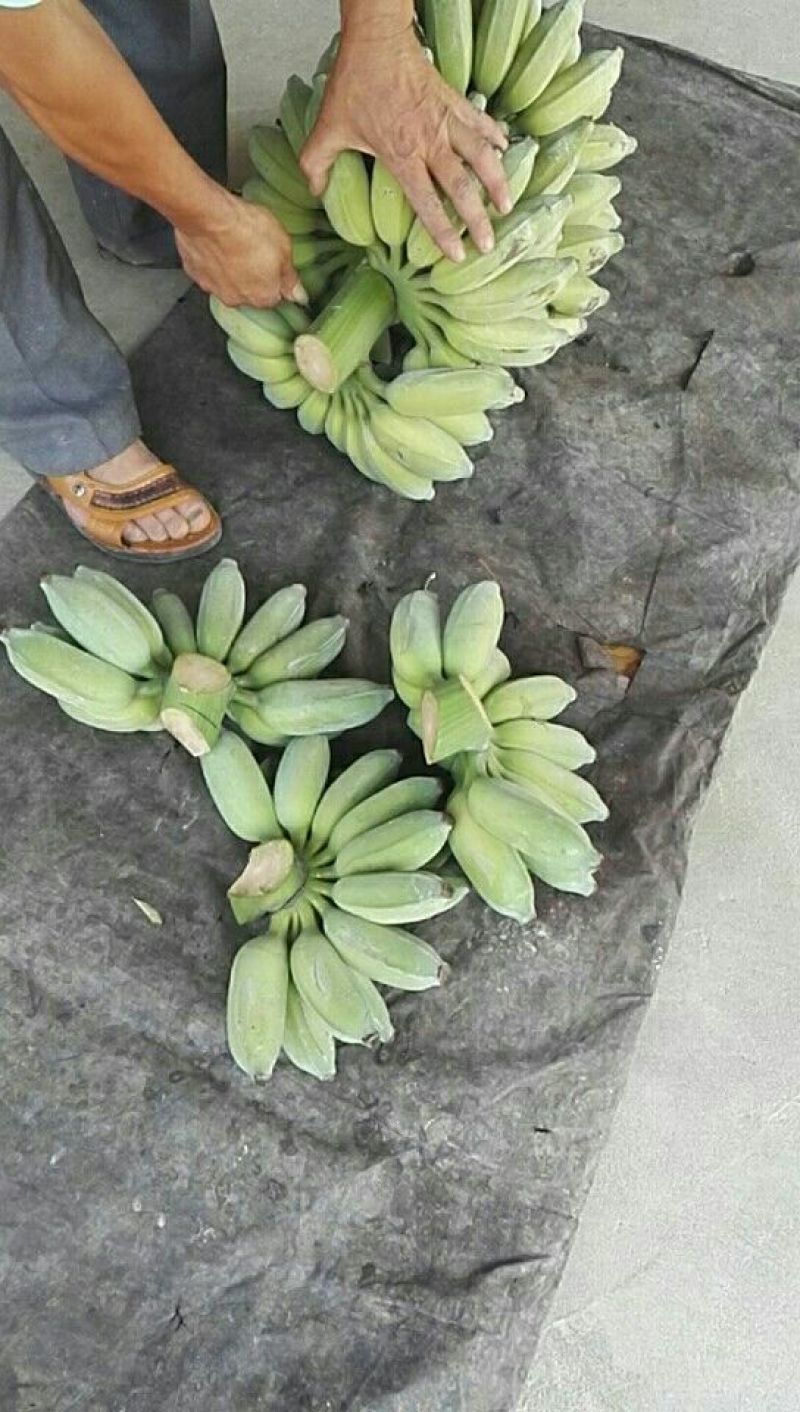 福建土楼小米蕉