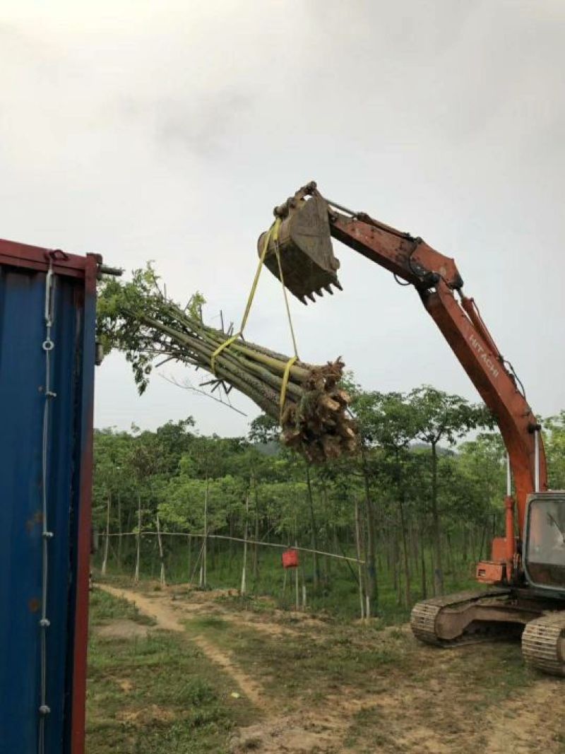 出售美丽木棉移植袋苗挖地苗需要的老板联系