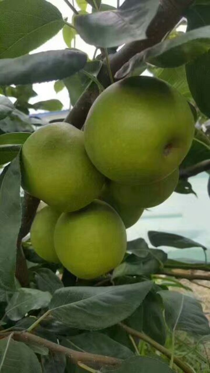 翠冠梨