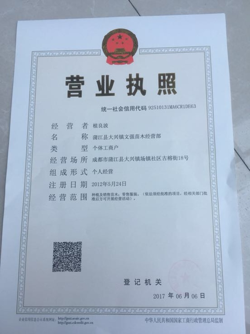 雷竹苗，又名雷公竹，早园竹，成都细叶乌头雷竹四川雷竹苗
