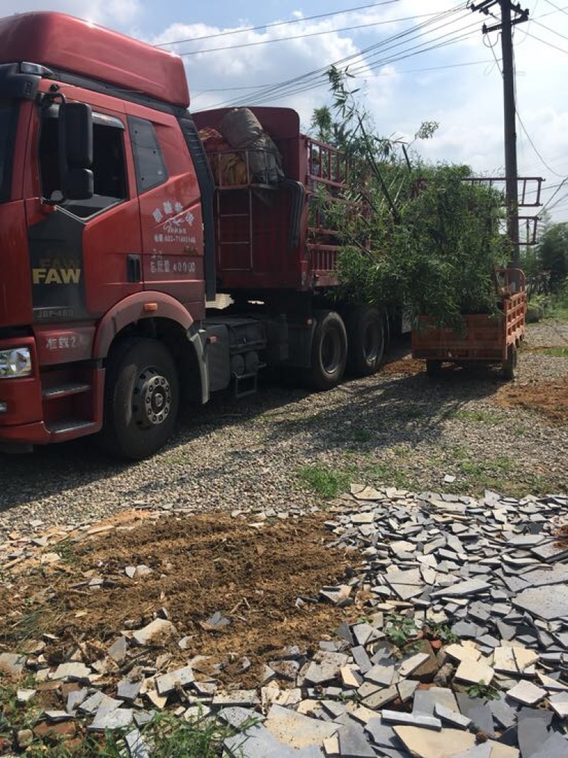 雷竹苗，又名雷公竹，早园竹，成都细叶乌头雷竹四川雷竹苗