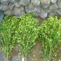 大小叶黄杨，规格30/1.2米