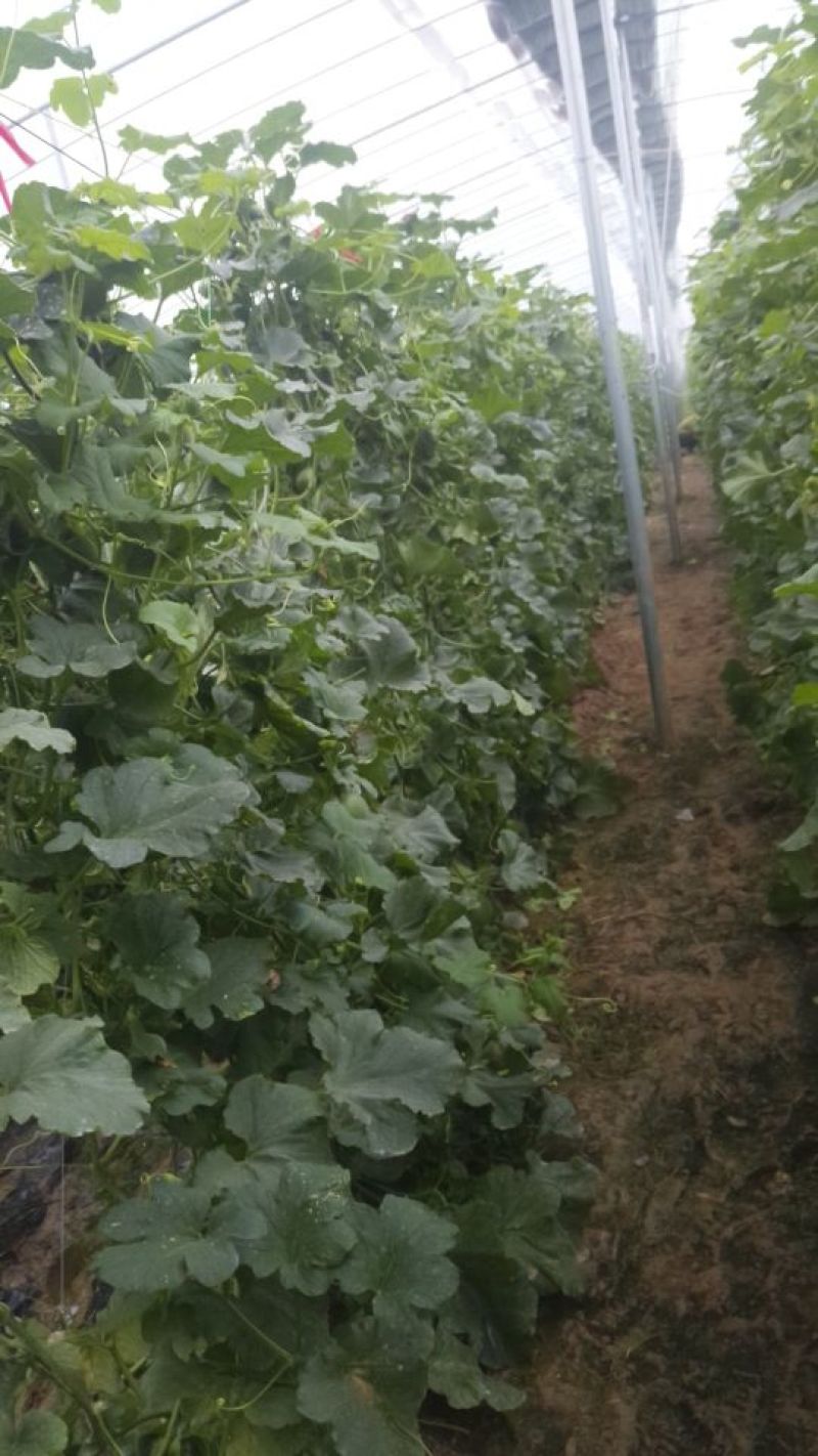 大棚。绿宝石吊瓜现摘供货量大