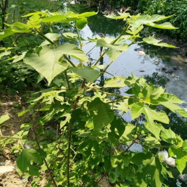 烽火苗雏桃苗枫叶树