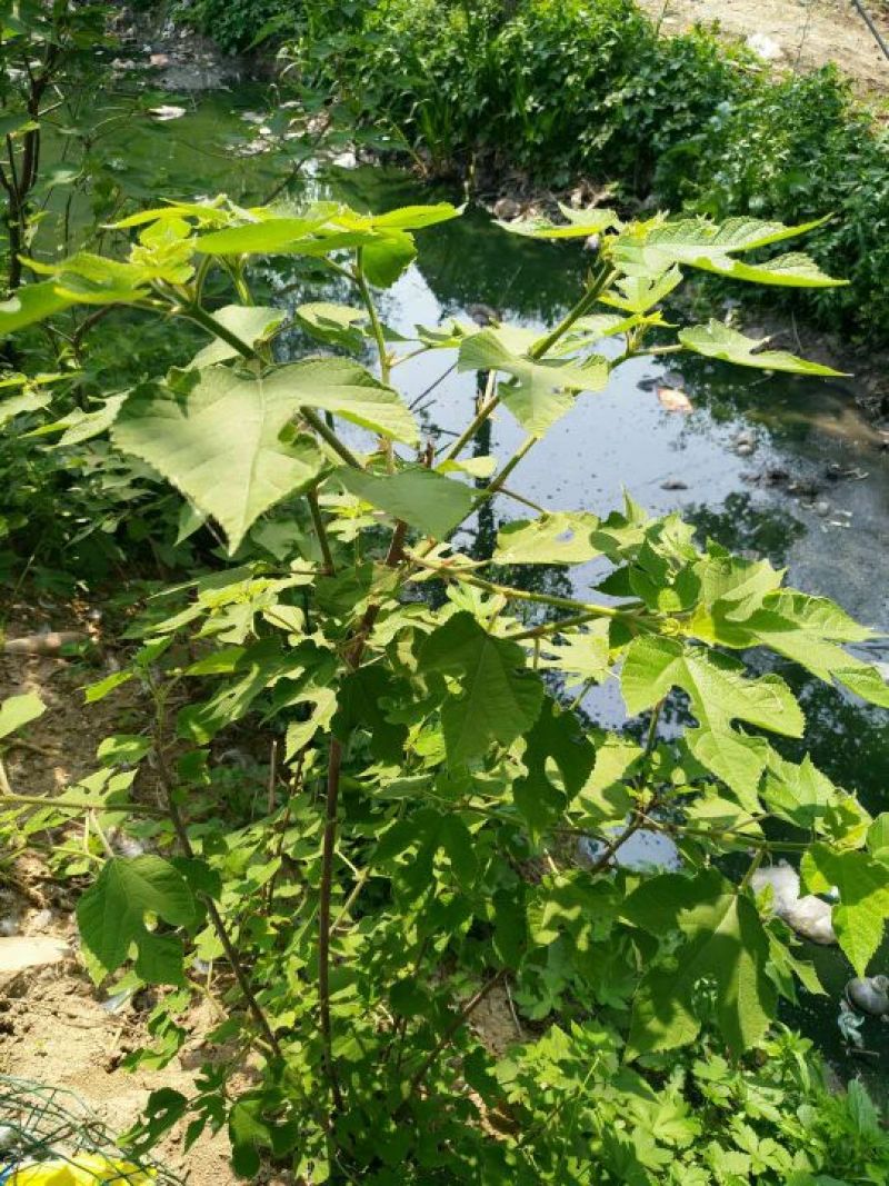 烽火苗雏桃苗枫叶树