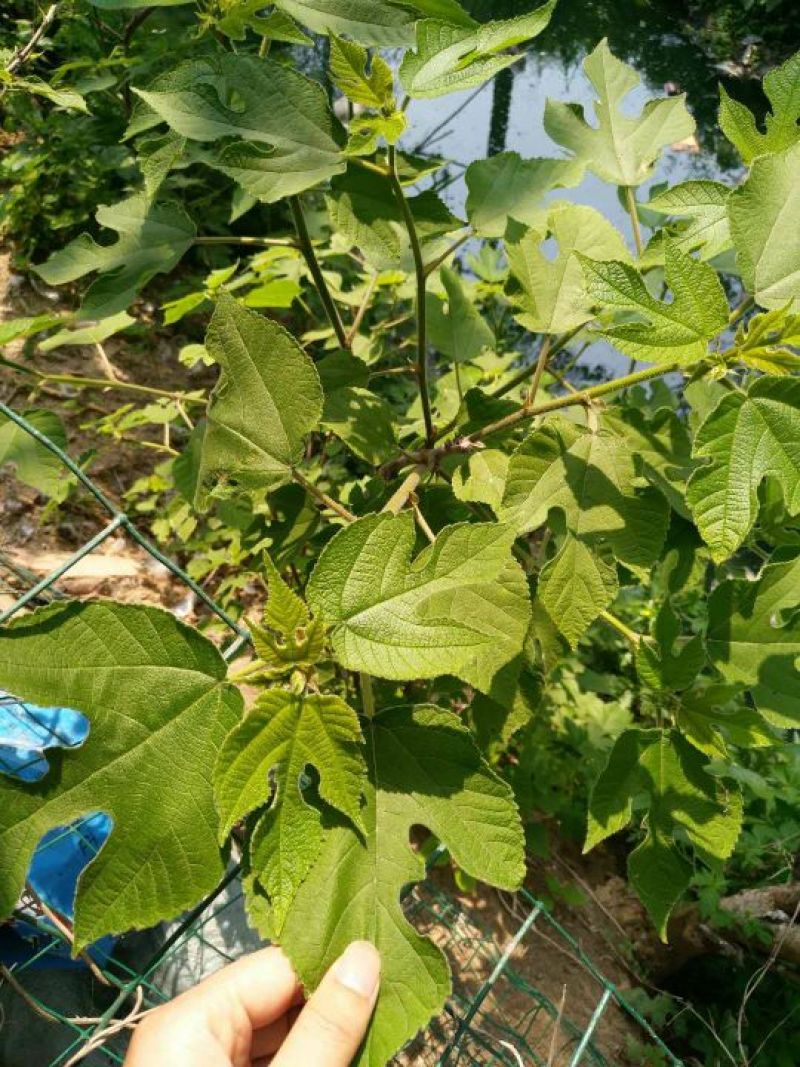 烽火苗雏桃苗枫叶树