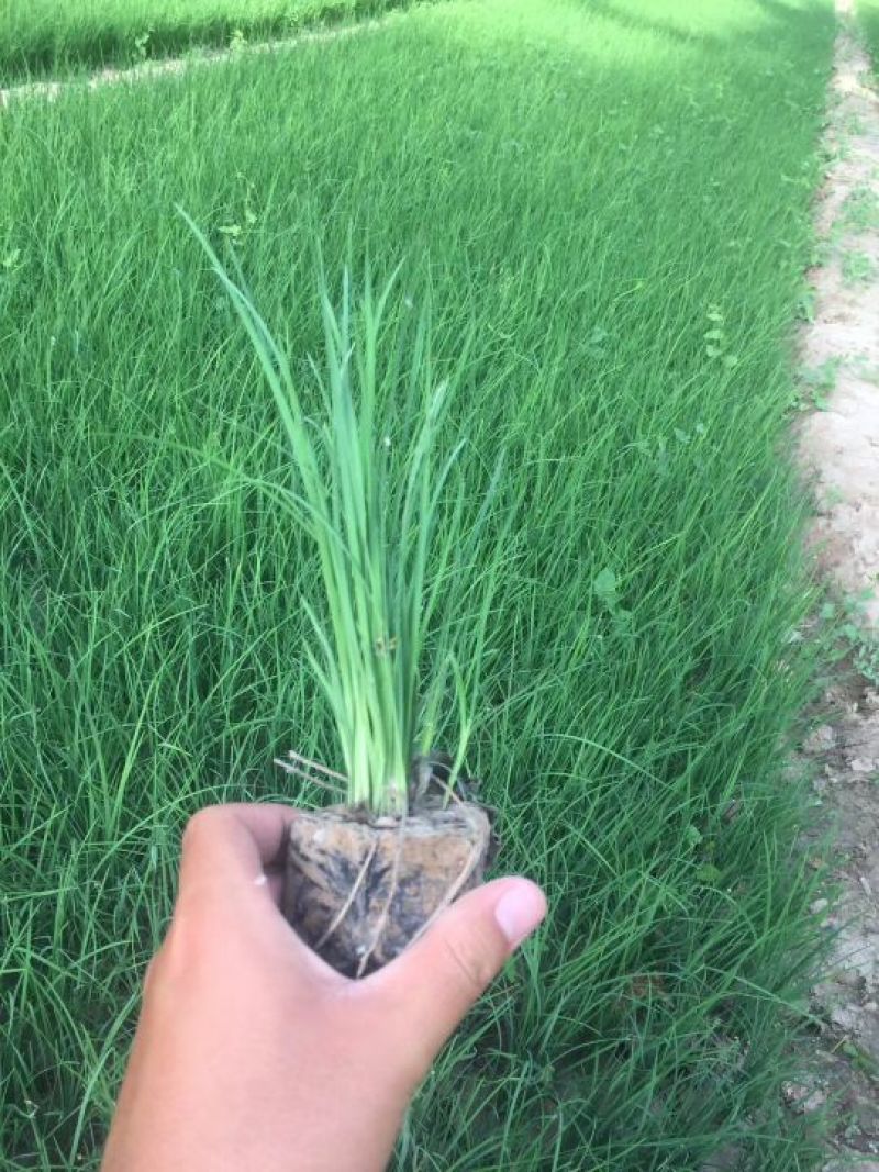 马莲，高度30-50