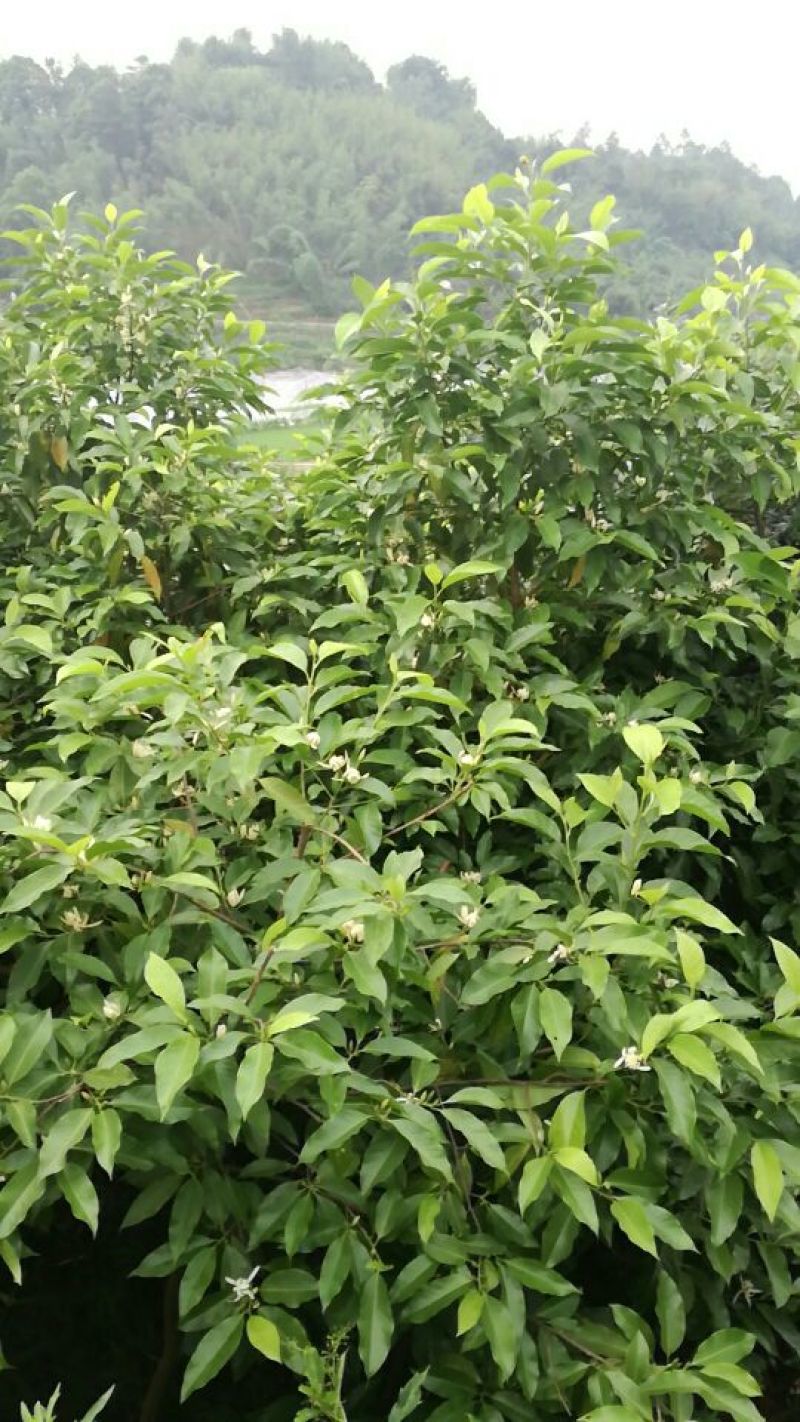 白玉兰