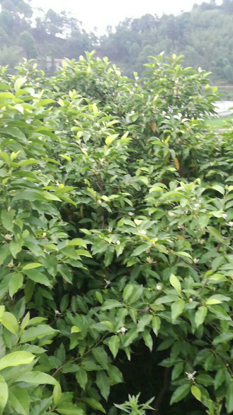 白玉兰
