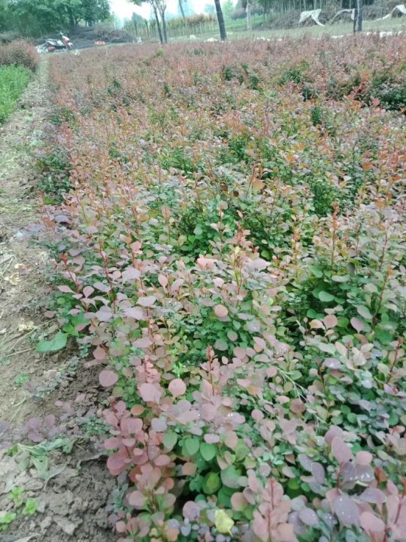 红叶小檗