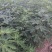 【波姬红无花果苗】山东波姬红苗80cm以上