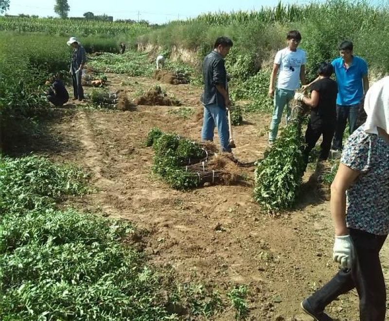 【大红袍花椒苗】山东泰安苗木基地直供山东花椒保证成活！