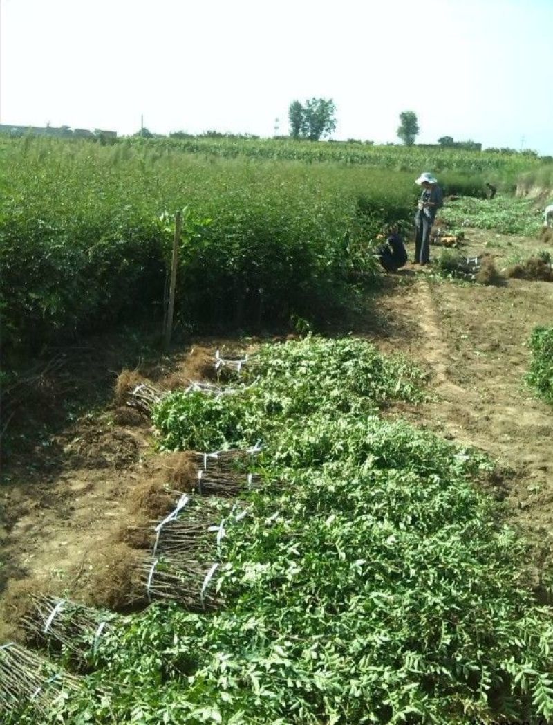 【大红袍花椒苗】山东泰安苗木基地直供山东花椒保证成活！
