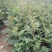 【大红袍花椒苗】山东泰安苗木基地直供山东花椒保证成活！