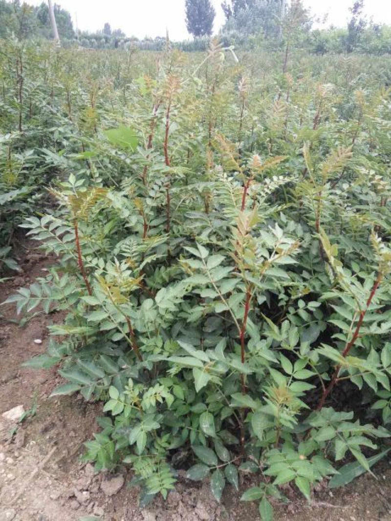 【大红袍花椒苗】山东泰安苗木基地直供山东花椒保证成活！