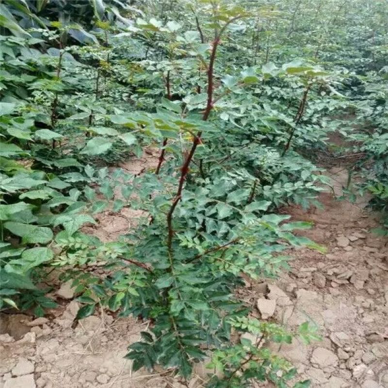 【大红袍花椒苗】山东泰安苗木基地直供山东花椒保证成活！