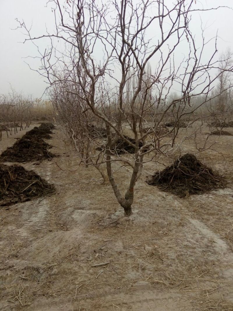 若羌灰枣特级原产地直批一手货源品质保证