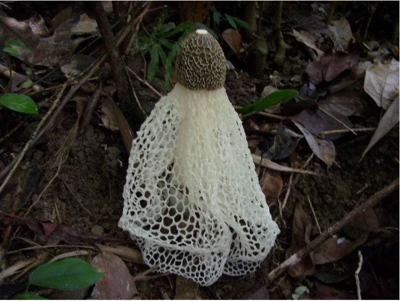 竹荪干货