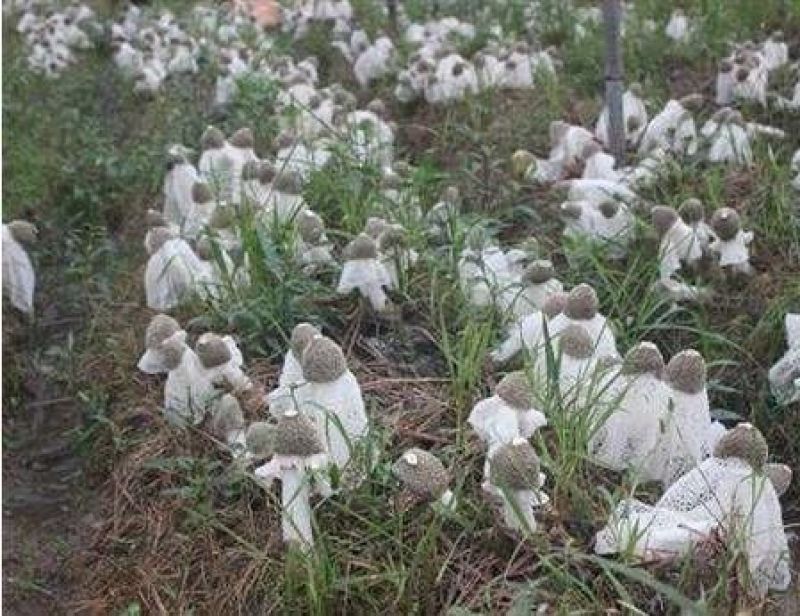 竹荪干货一件代发
