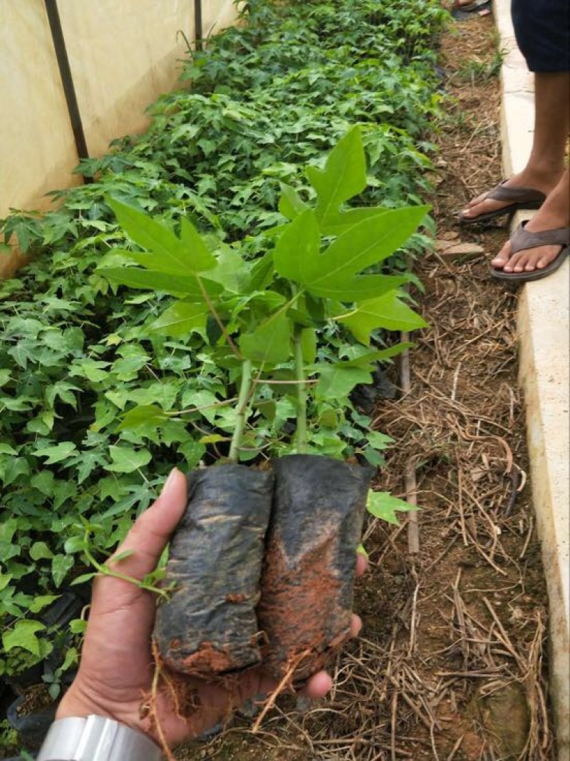 木瓜树苗10~20cm