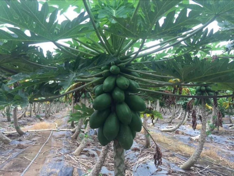 木瓜树苗10~20cm