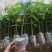 木瓜树苗10~20cm