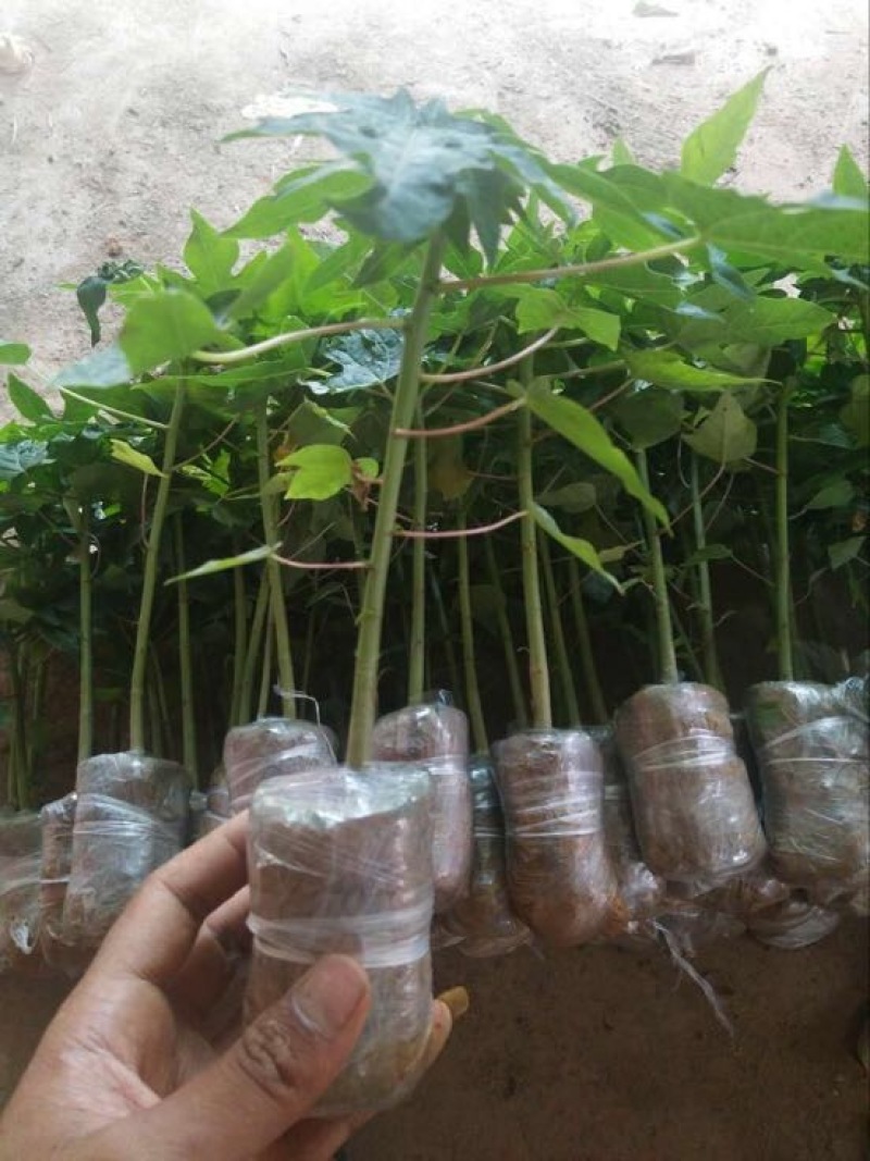 木瓜树苗10~20cm