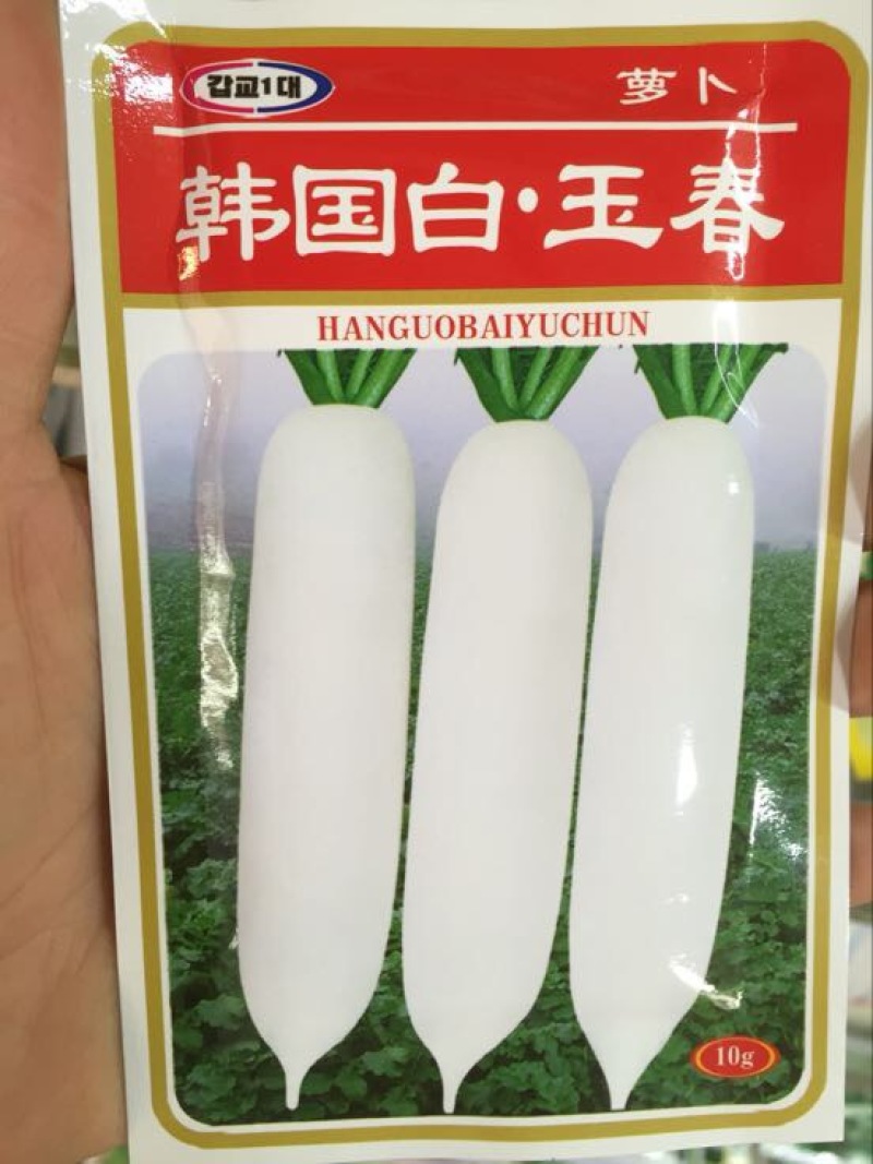 春白玉萝卜种子