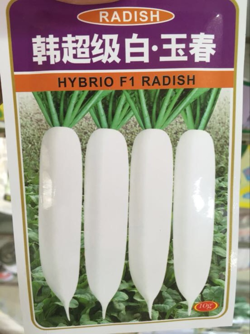 春白玉萝卜种子