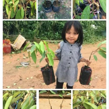 榴莲树苗20~30cm