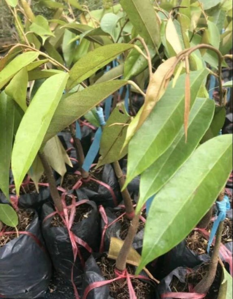 榴莲树苗20~30cm