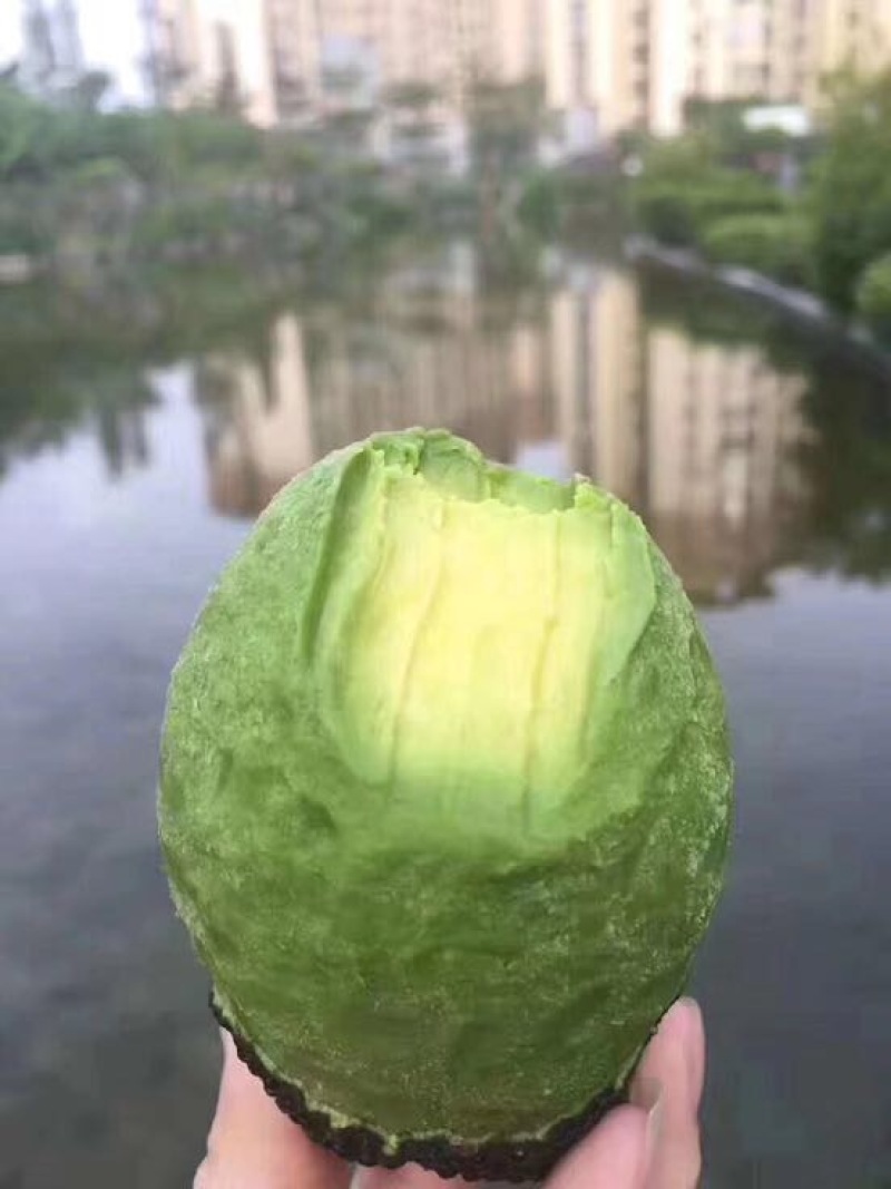 牛油果智利.墨西哥牛油果6个装55元包邮！单2