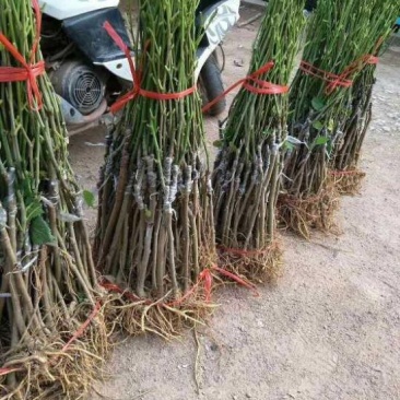 长果桑树苗