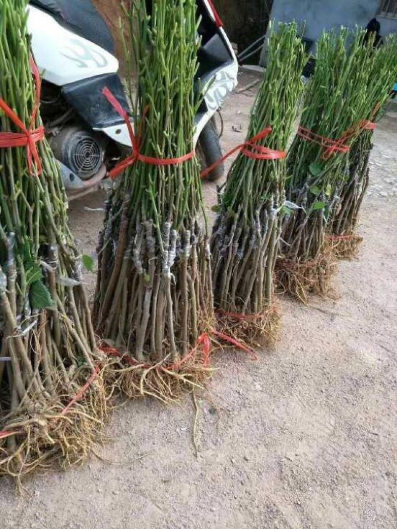 长果桑树苗