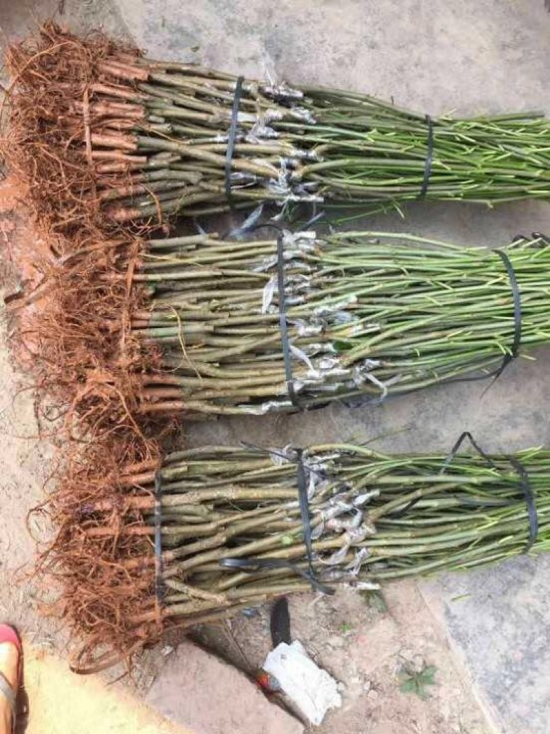 长果桑树苗