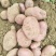 土豆青薯九号合作88丽薯6号高原沙地土豆