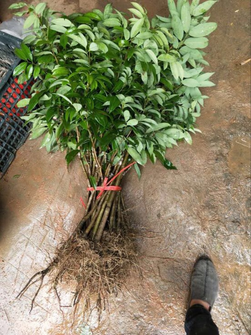 荔枝苗50~80cm