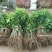 荔枝苗50~80cm