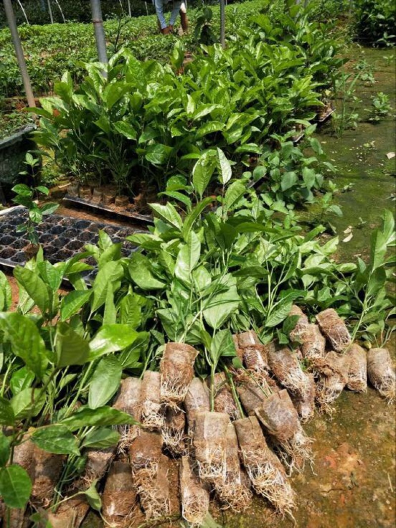 百香果苗10~20cm