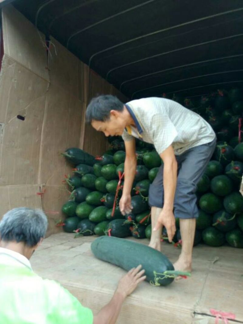 广西黑皮冬瓜。
