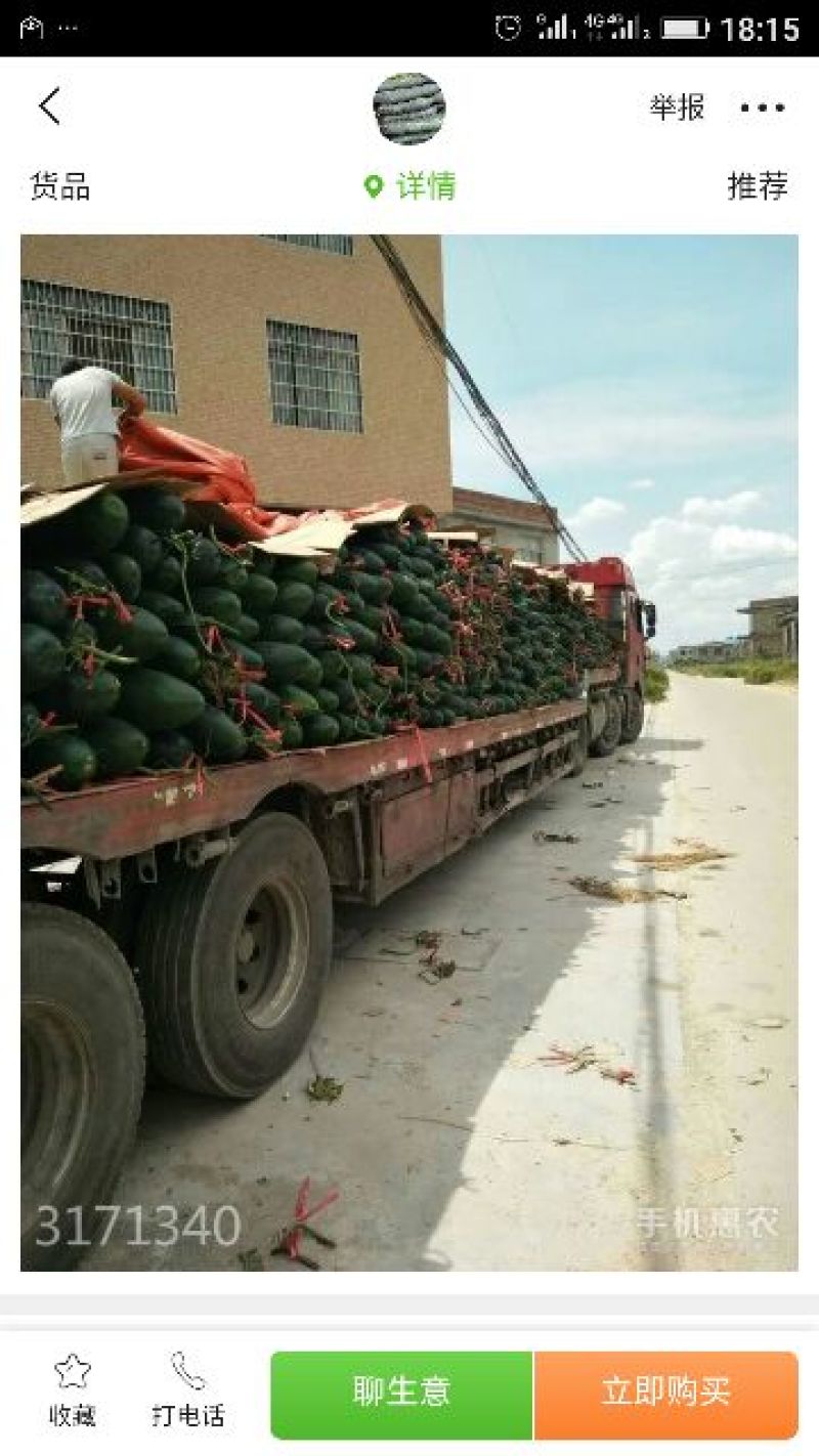 广西黑皮冬瓜。