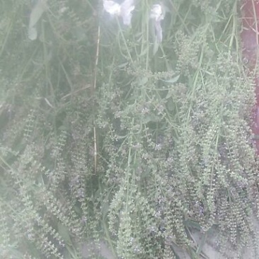 荔枝草
