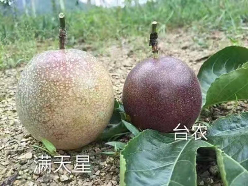 百香果苗10~20cm