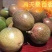 百香果苗10~20cm