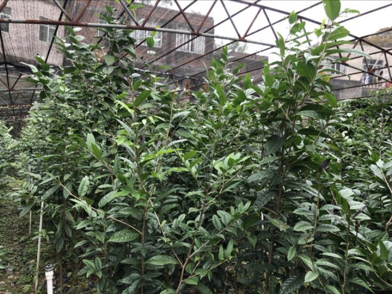 金花茶树苗30~50cm